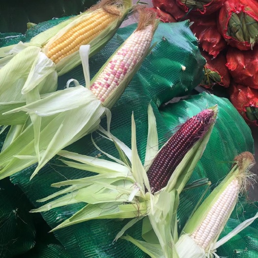 鲜食青玉米