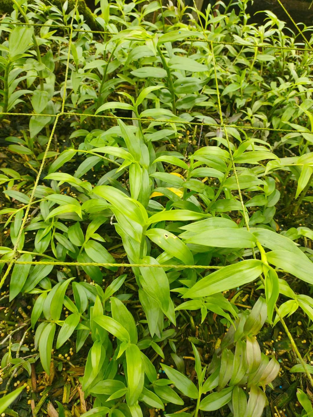 爆花型天宫石斛绿植花卉盆栽适合倒挂做花墙素材附生植物