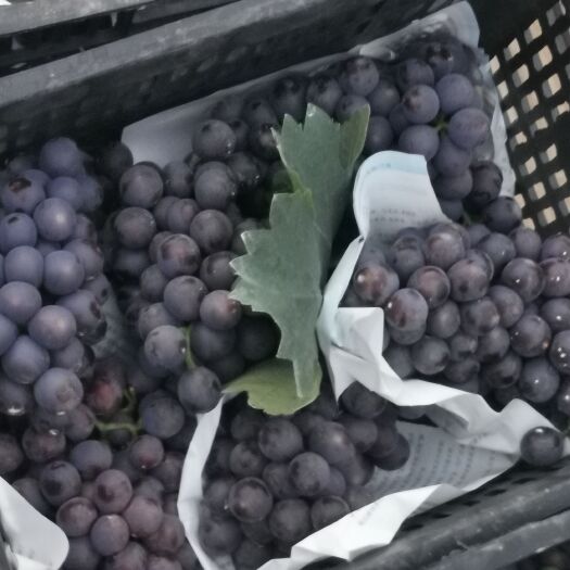 庐江县大量夏黑葡萄上市