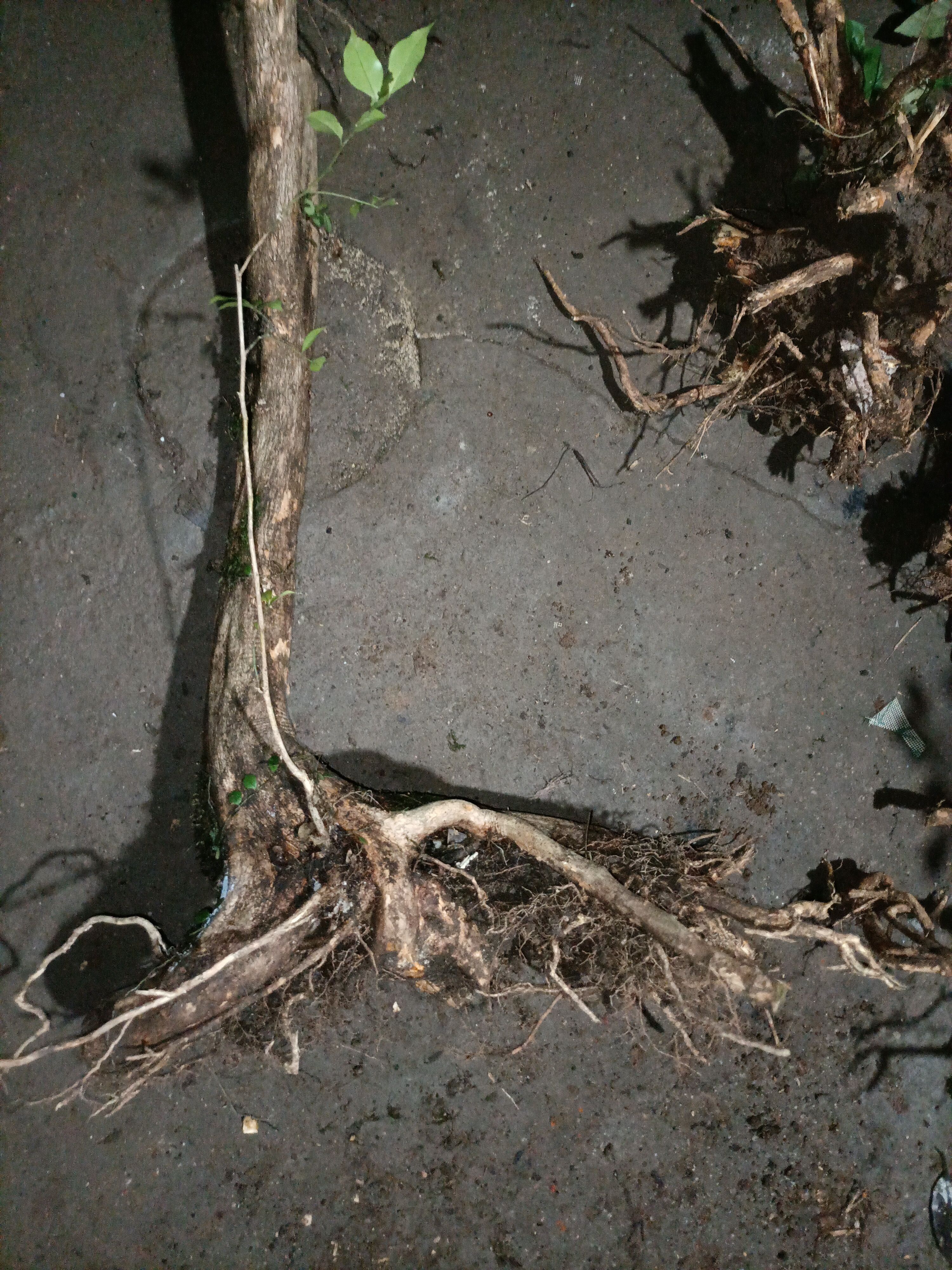 九里香桩，生桩，盆景树桩