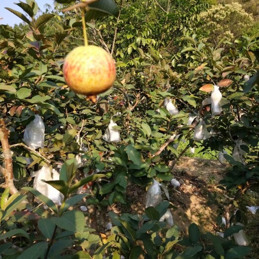 廉江市番石榴
