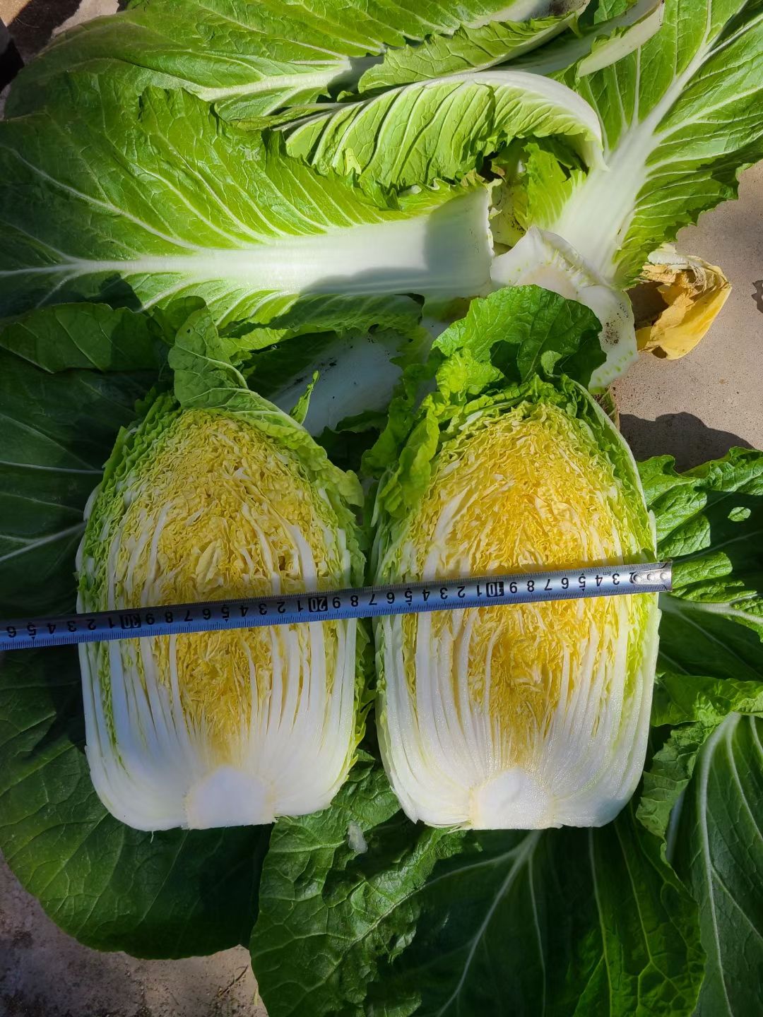 金翡翠2号黄心大白菜种子单菜2.5公斤结球紧实囗感商品性