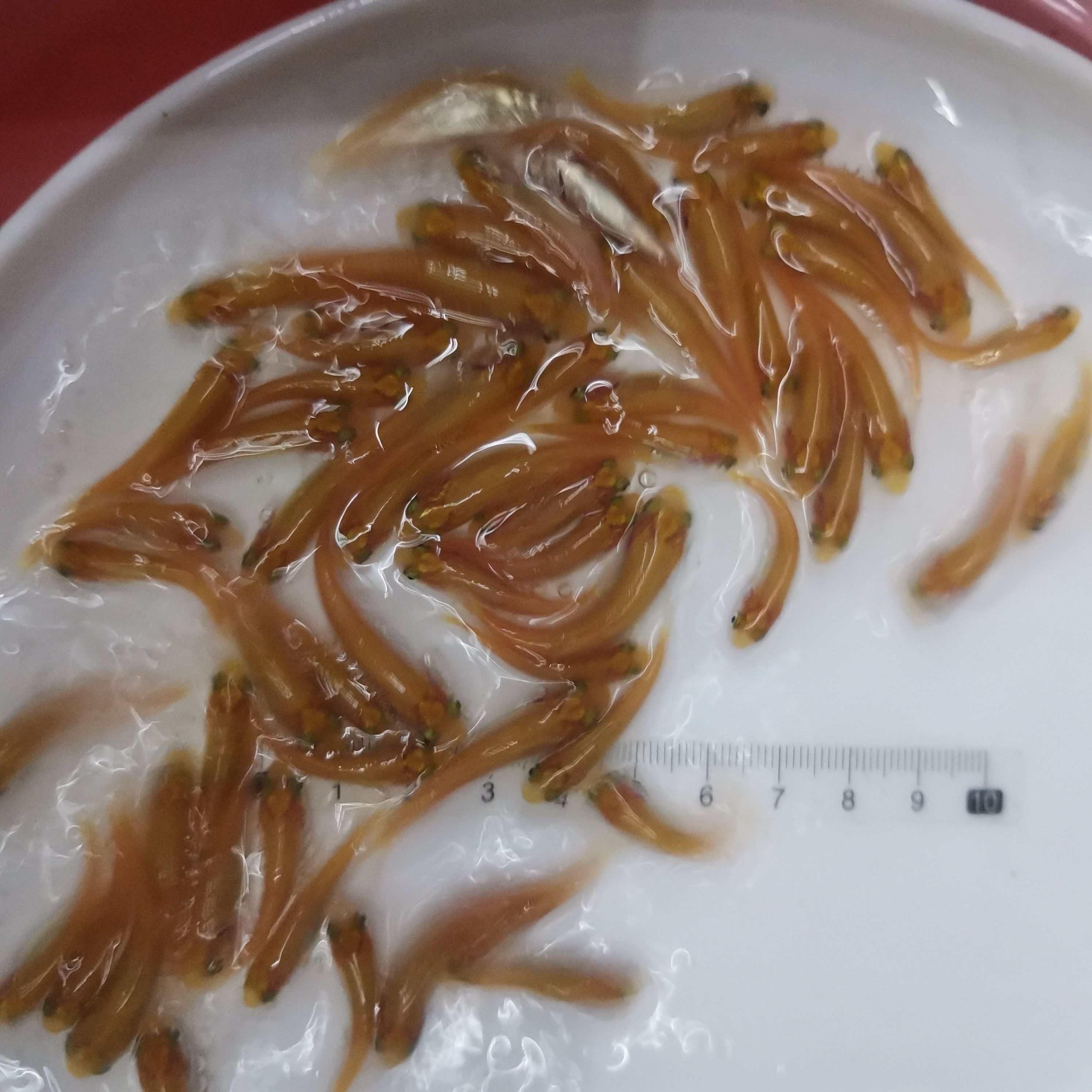 基地直供俄罗斯金丝草鱼苗，金草鱼苗，金草鱼水花