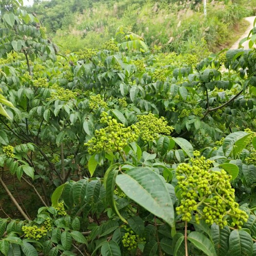 阳新县吴茱萸，腊米之乡，湖北省阳新县枫林镇特产。新品吴茱萸上市。