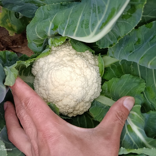 赫章县花菜松花菜大量上市欢迎选购合作