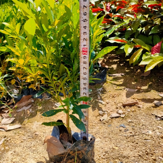 漳浦县洒金珊瑚， 海南洒金