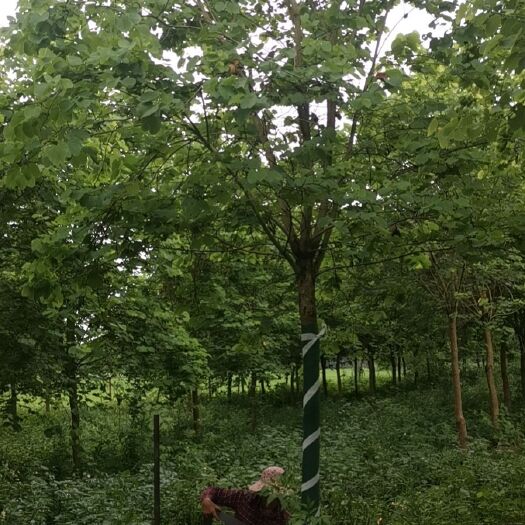 遂溪县宫粉紫荆