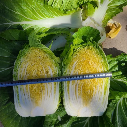 四季黄,耐根肿病,春秋兼用,黄芯大白菜种籽