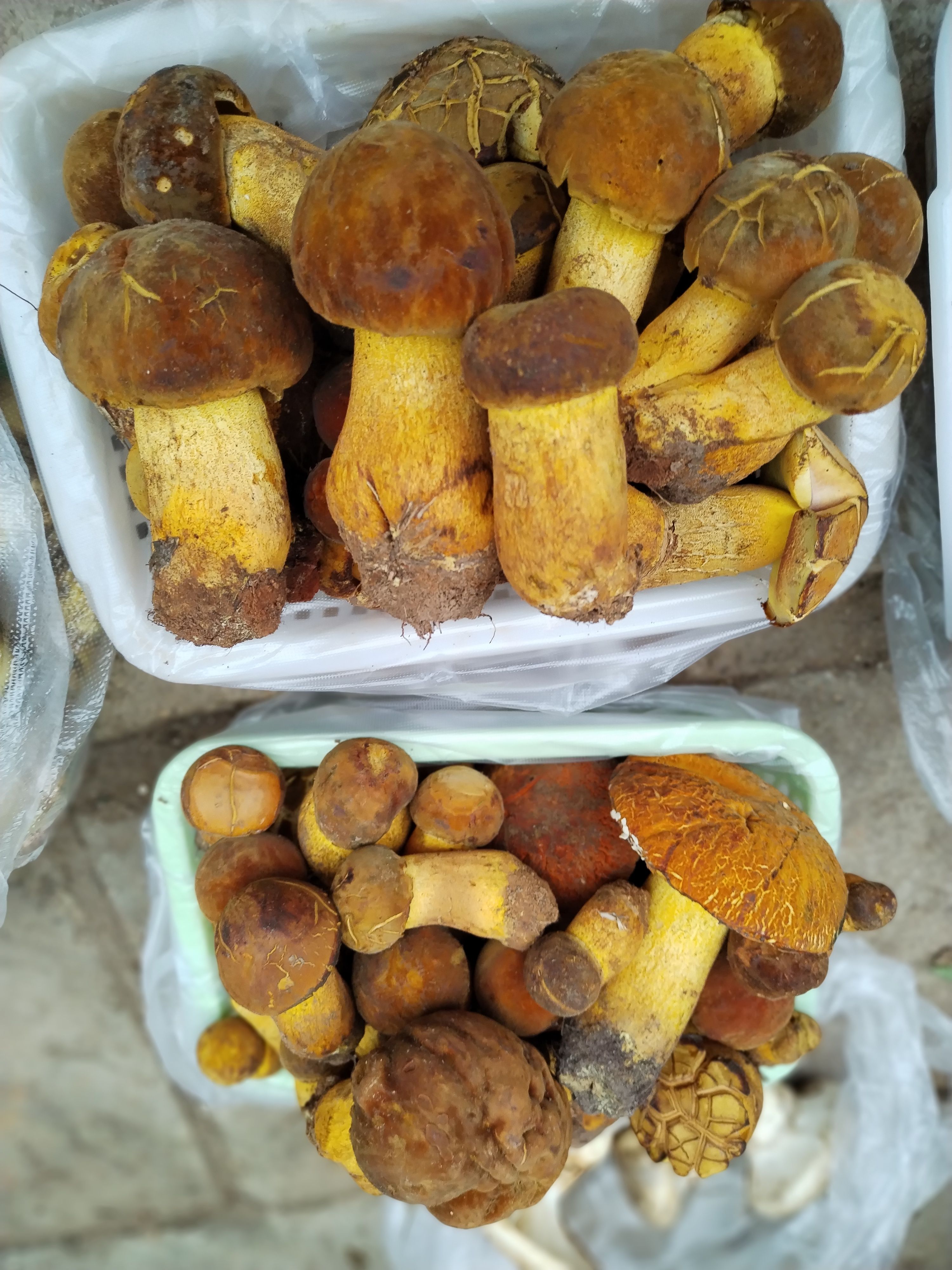 云南野山货，美味牛肝菌，都是精选的食才，自产自销的一手货