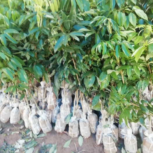 灵山县妃子笑荔枝苗嫁接苗