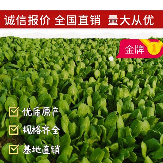 太和县精品大中小颗上海青大量供应