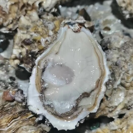 佛山三倍体生蚝，肉肥爽口