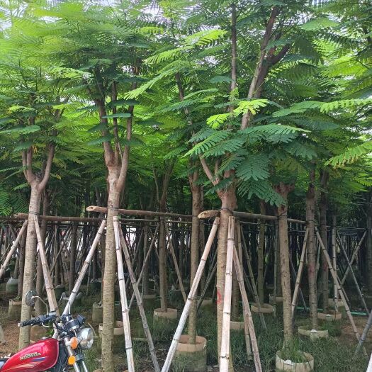 普宁市凤凰木 城市花园街道有它更美丽