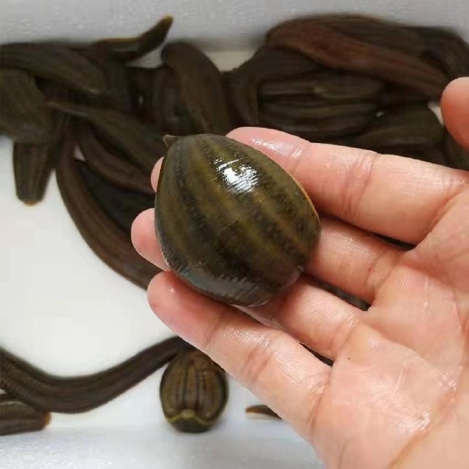 沭阳县高密度精品水蛭苗