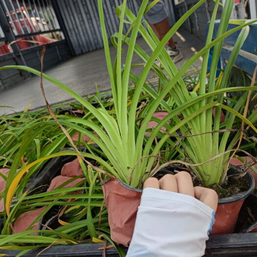 常州常绿萱草