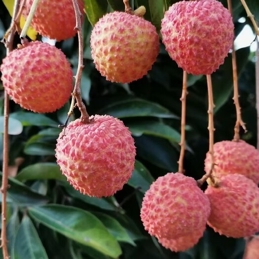 灵山县广西灵山县桂味荔枝，自家果园现摘现发：一件代发