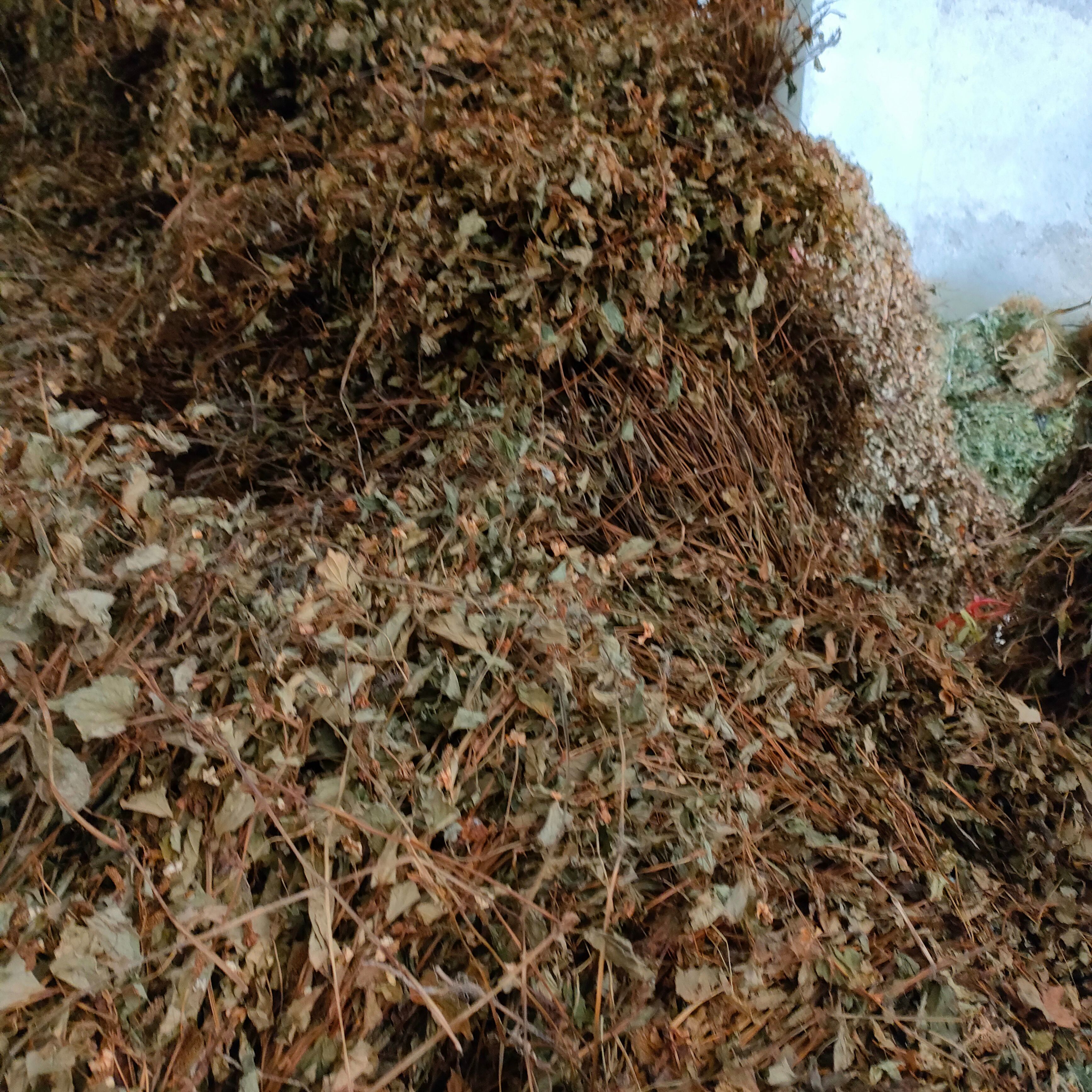 齐手整颗可以扎把的特色凉茶无硫鱼腥草折耳根农家干货纯野生茶