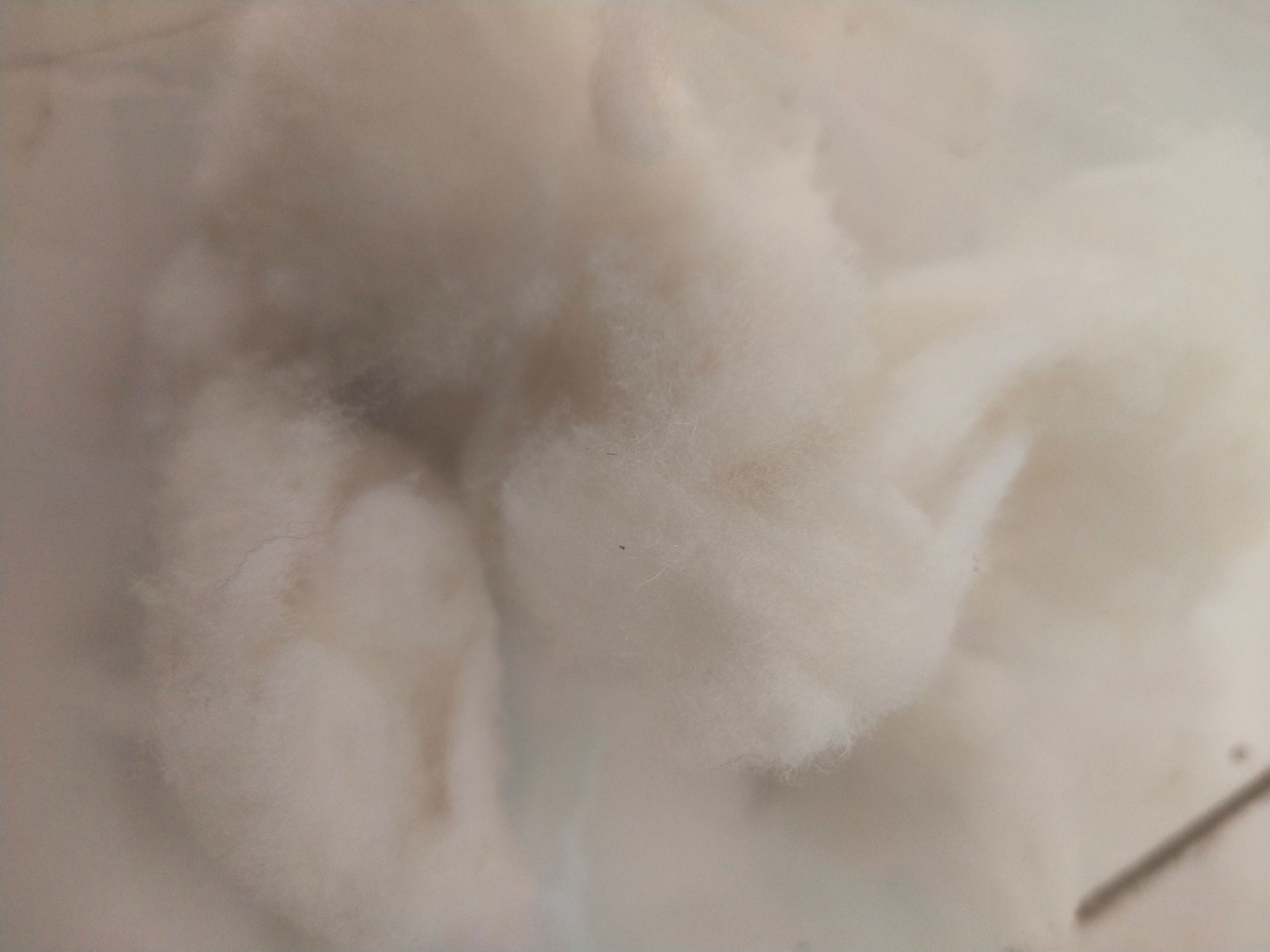南宫市各种规格，水洗羊毛，羊毛被絮片用料
