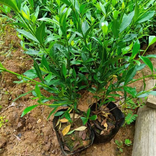 浏阳市栀子花小叶栀子杯苗地苗  量大优惠