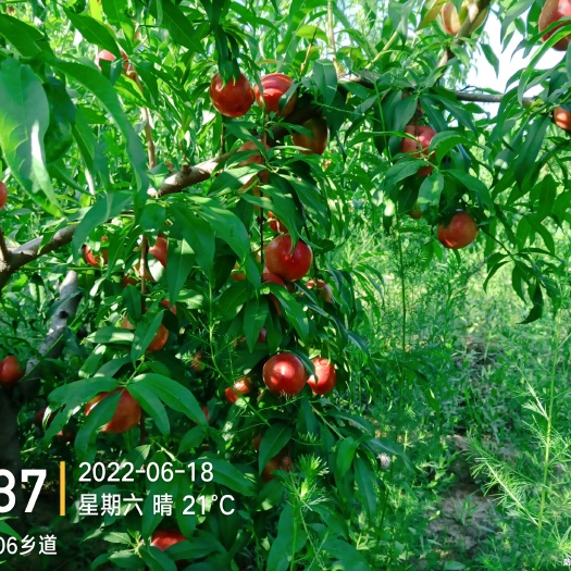小马哥生态种指农场
