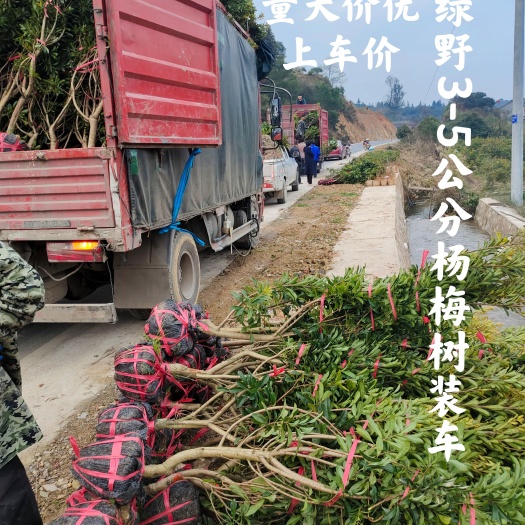 靖州县黑高峰杨梅树苗嫁接杨梅苗乌梅量大价优