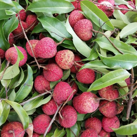 惠来县10万斤桂味糯米糍荔枝，惠来荔枝种植大户，价格随行情