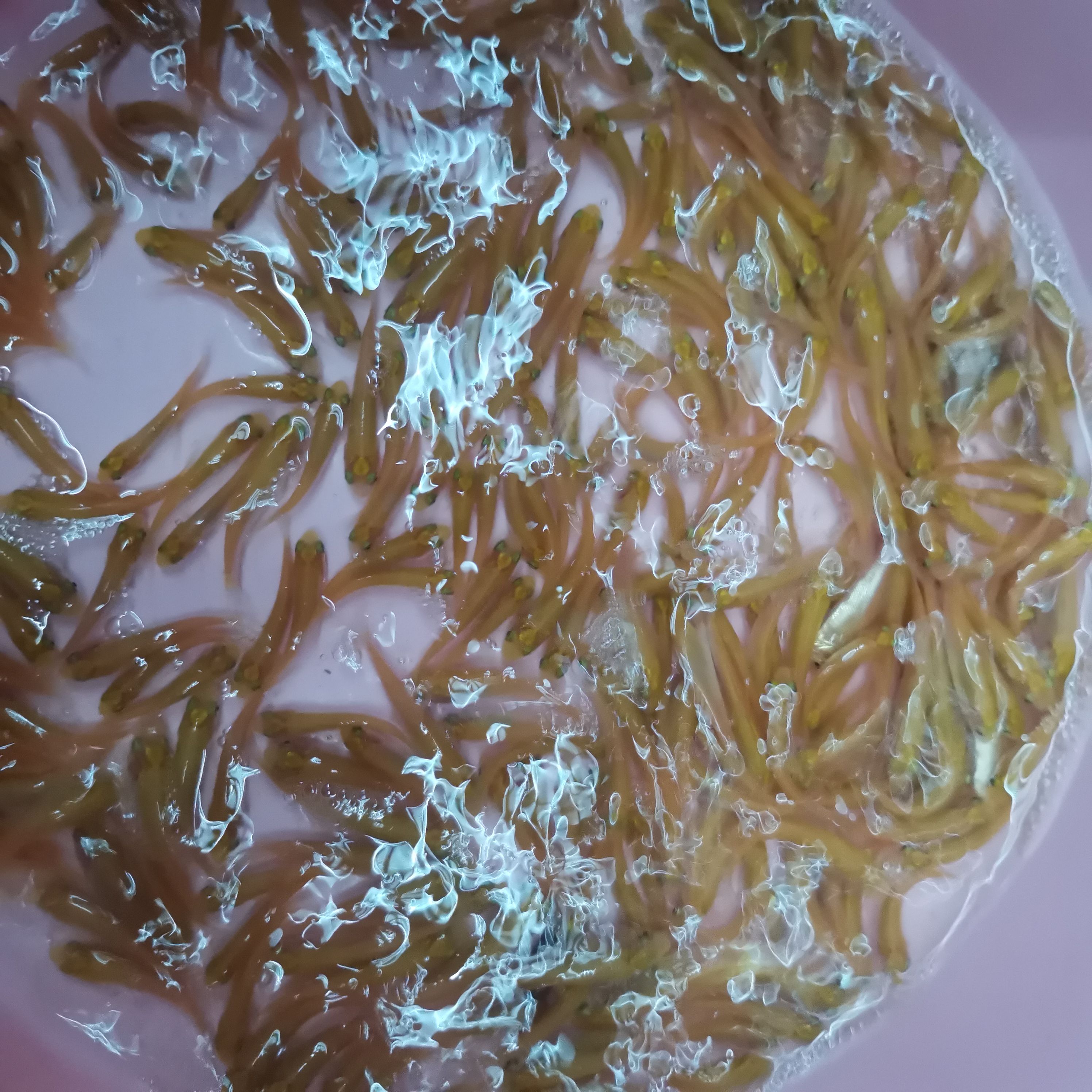 基地直供俄罗斯金丝草鱼苗，金草鱼苗，金草鱼水花