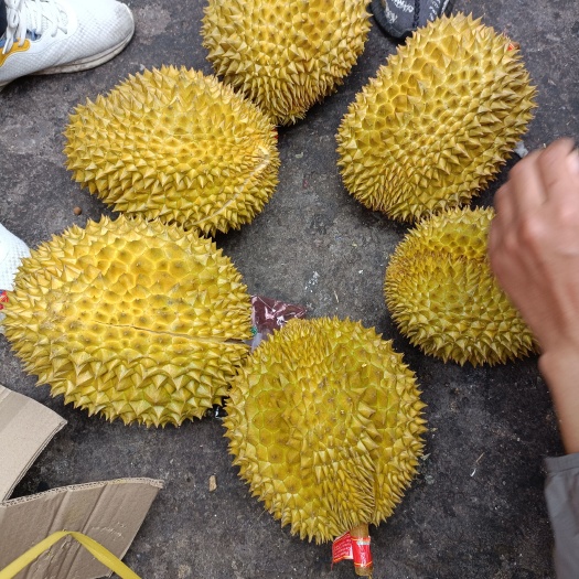 昆明金枕榴莲