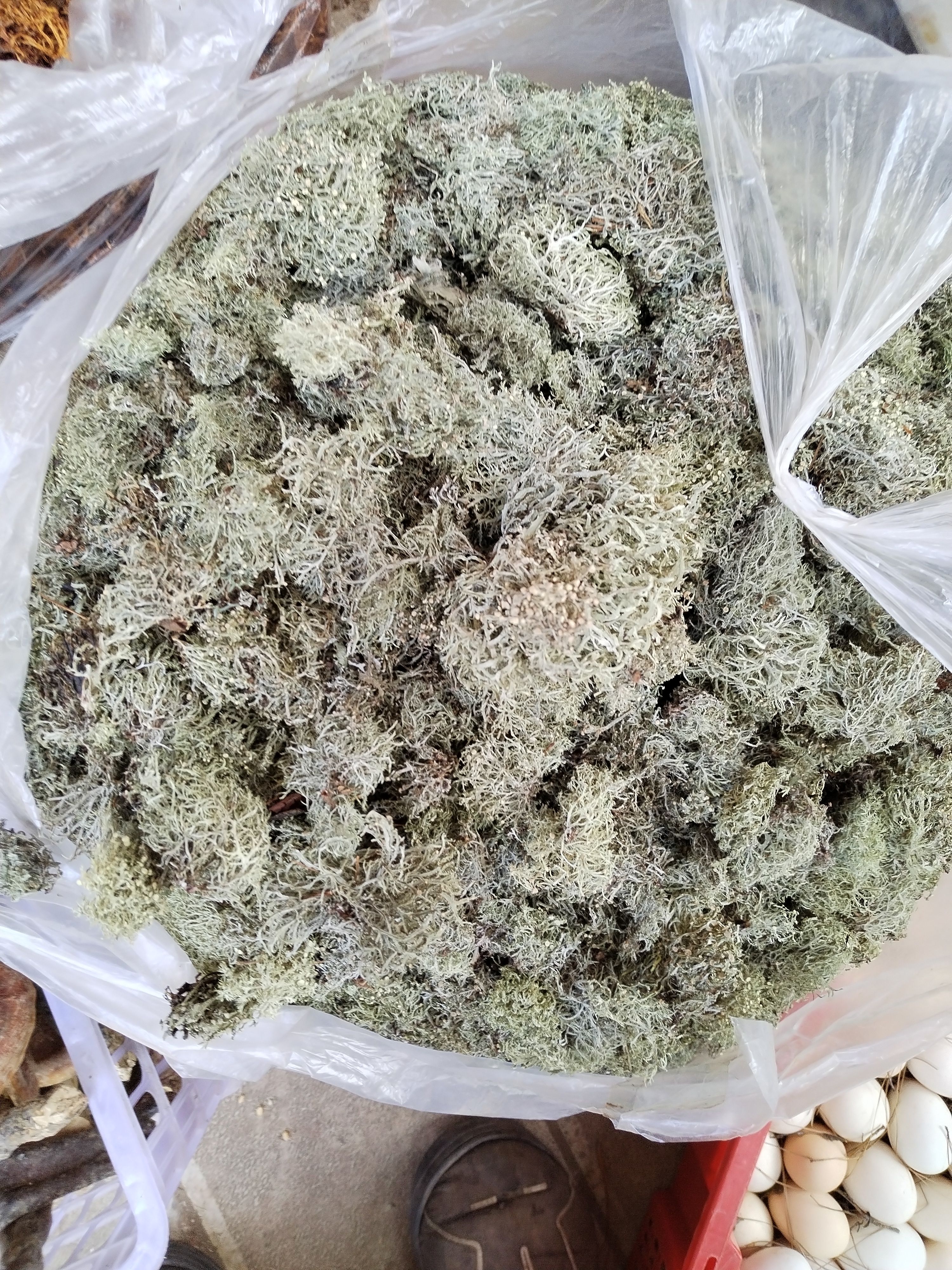 拌凉菜山林生长树花