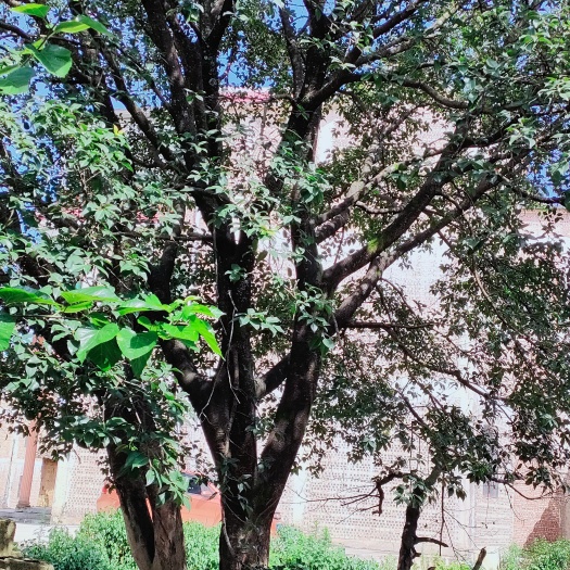 丘北县老家20年的万年青树出售