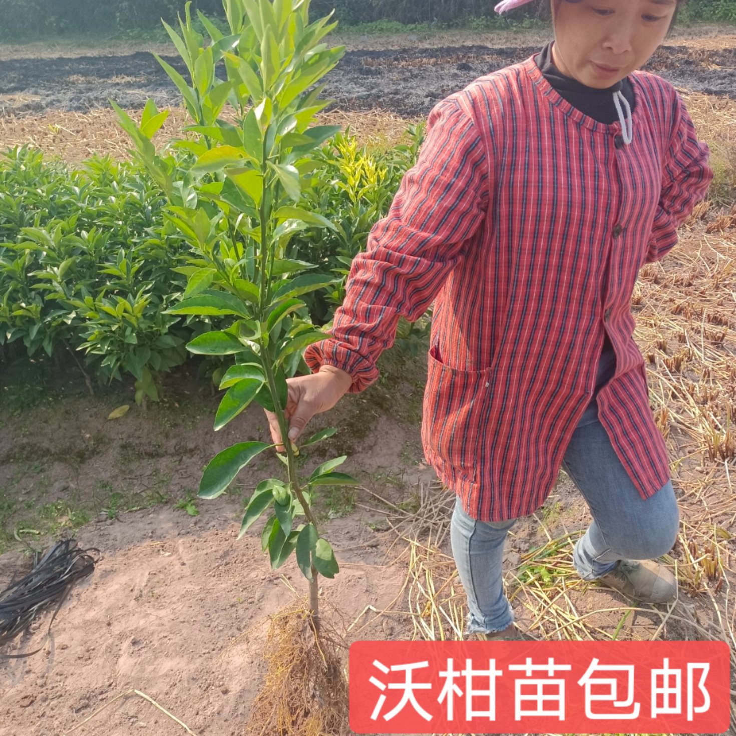 正宗沃柑苗，沃柑裸根苗。沃柑大杯苗，全国包邮，成活率高