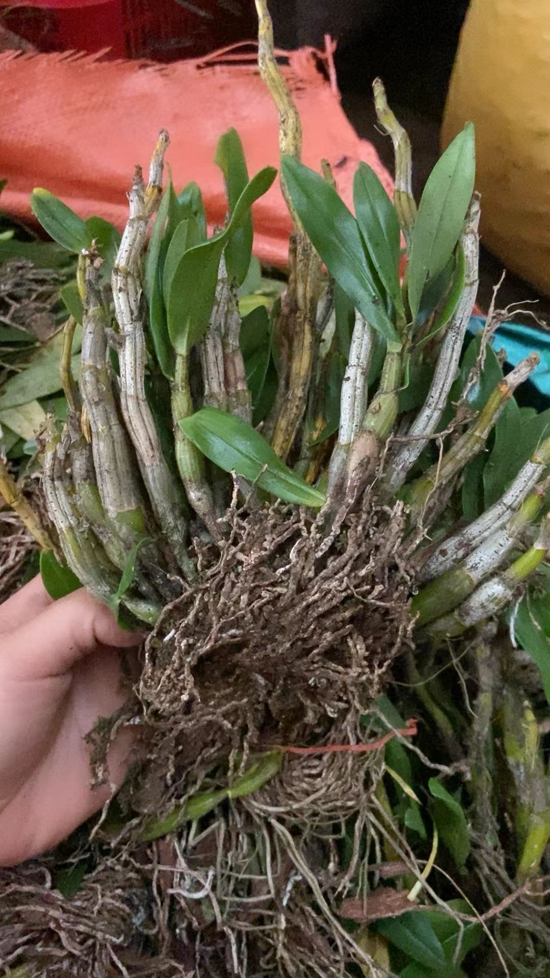 广西山卡卡里的黑毛石斛