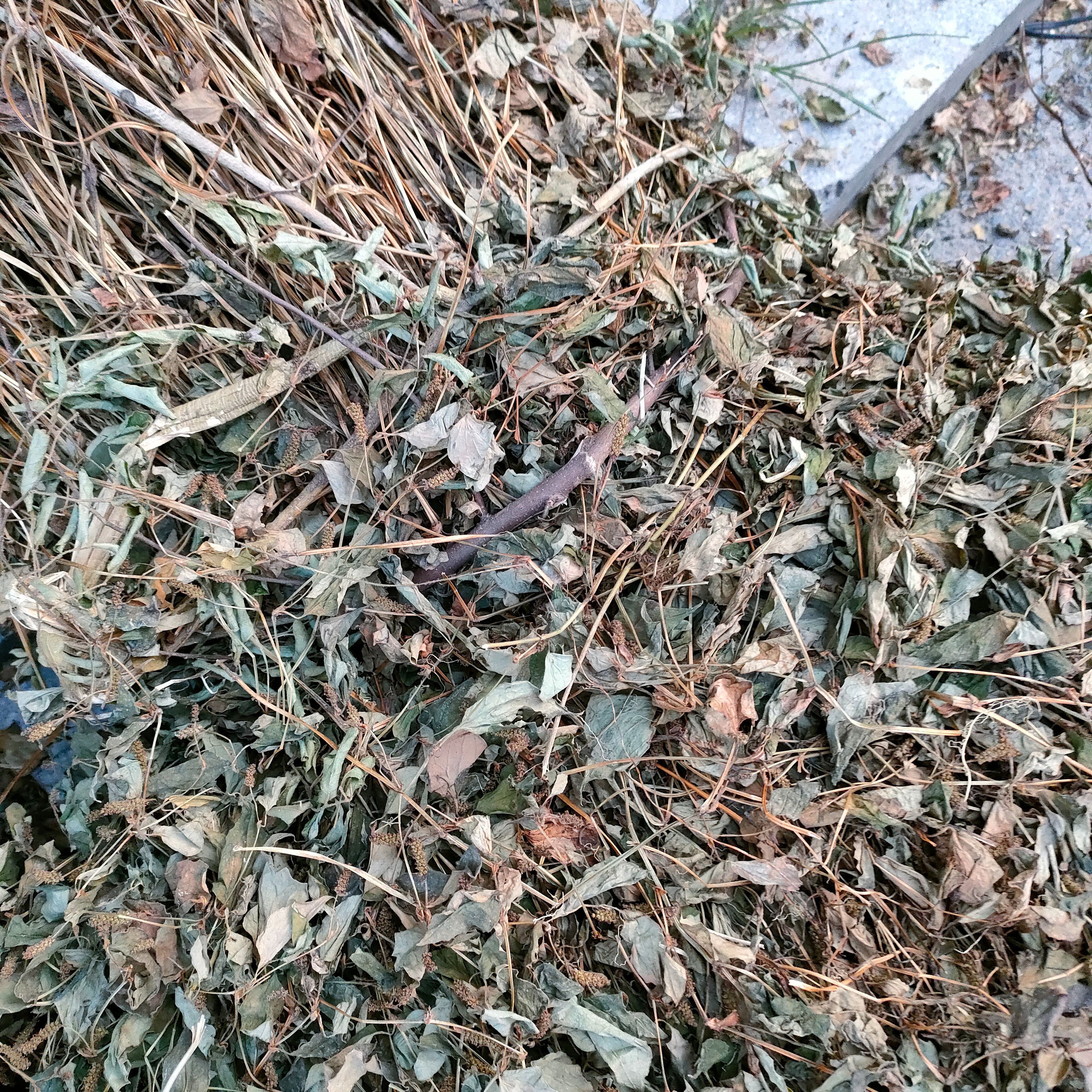 齐手整颗可以扎把的特色凉茶无硫鱼腥草折耳根农家干货纯野生茶