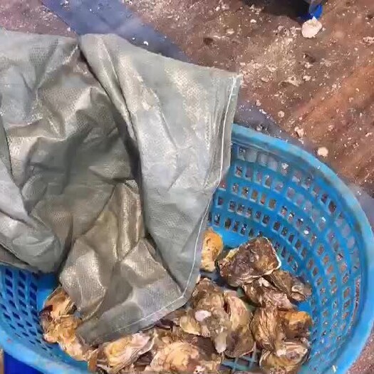 宁德福建三倍体黄金蚝，养殖合作社直发，生蚝毛料批发，规格货全国发
