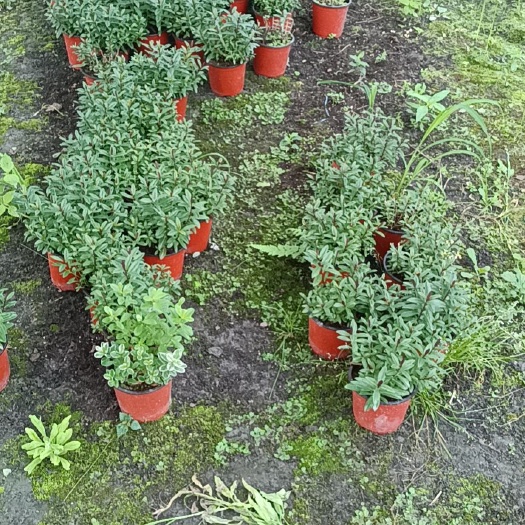 成都新西兰长阶花