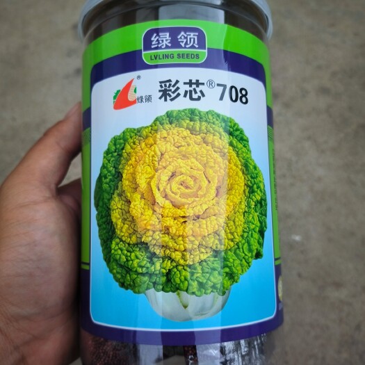 太和县耐寒耐抽产量高绿领彩芯黄心菜种子，黄心乌种子，菊花菜种子