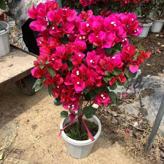 漳浦县多花三角梅  控花三角梅