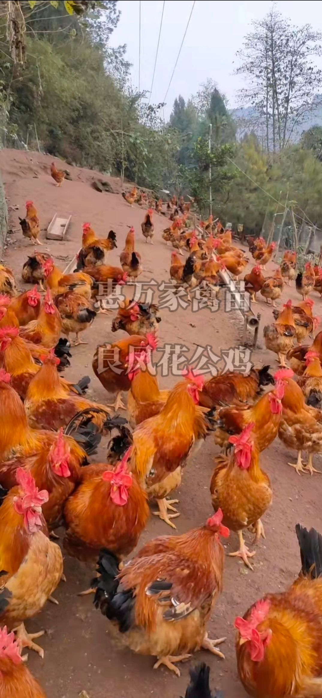 良凤花鸡苗 快大花鸡苗 快大/麻红鸡苗 广西花鸡苗