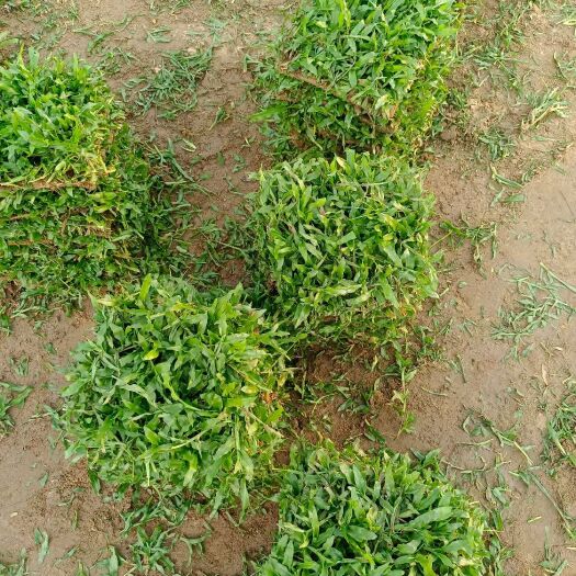肇庆大叶油草，草皮