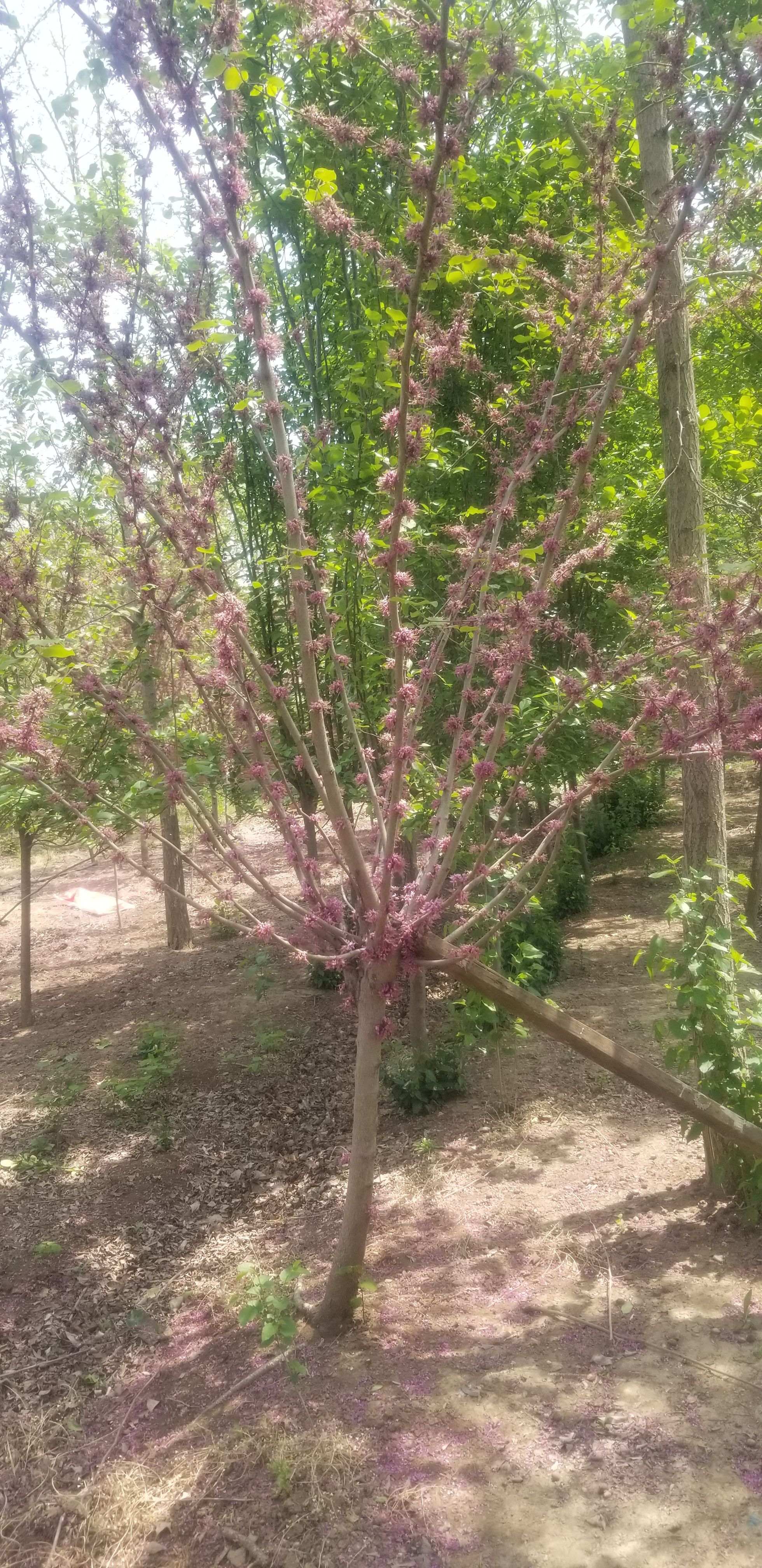独杆紫荆，7公分紫荆直销