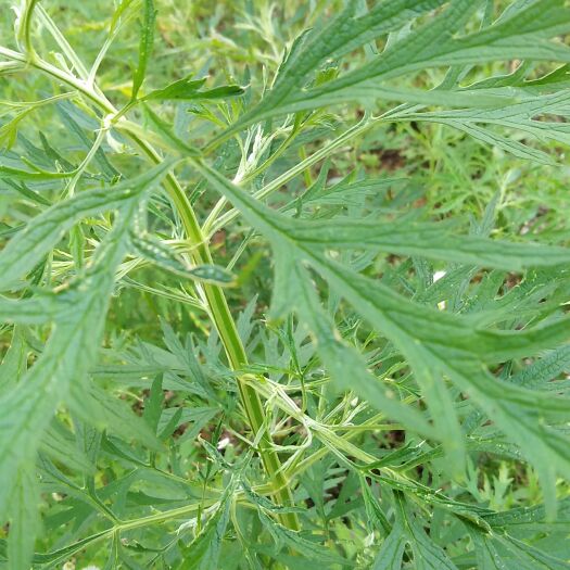 东平县纯新鲜益母草现采
