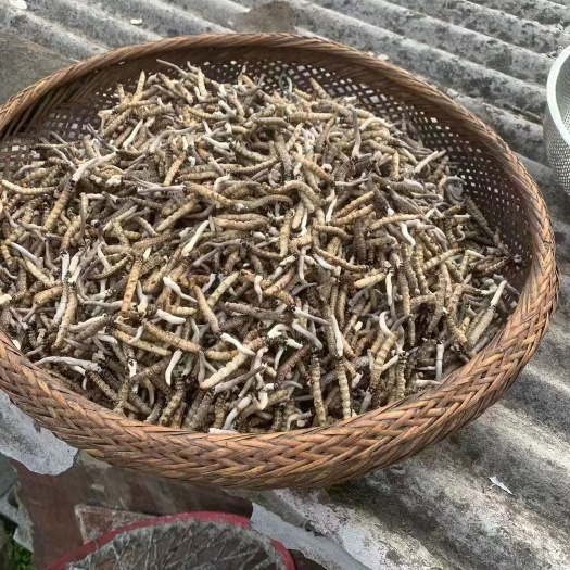 松桃县虫草，虫草，高山无污染虫草。