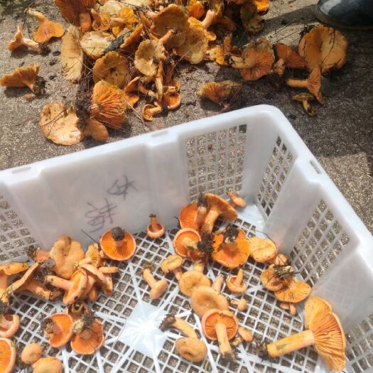 永兴县鸡枞菌