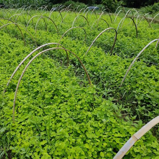 粉防己种苗 适合荒山  荒田 河堤 ，江西道地药欢迎实地考察