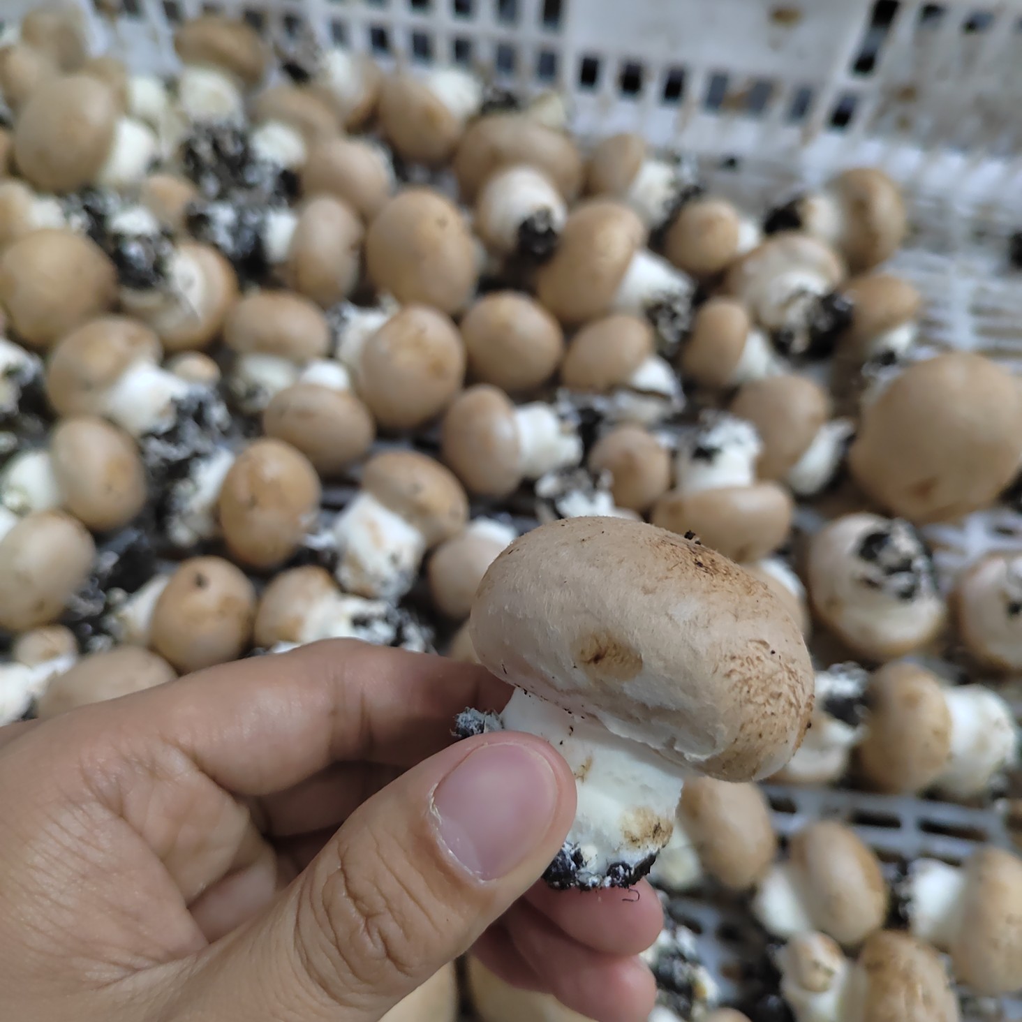 洛阳奥吉特褐菇8-9cm，又名波多黎各菌、牛排菇、巴西菇、咖啡菇