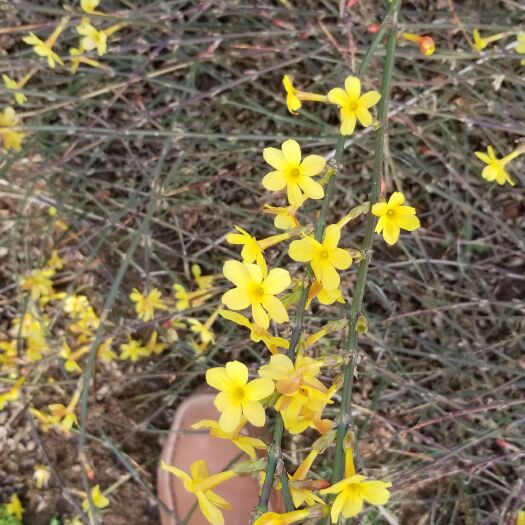 沭阳县迎春花直销。迎春花40高度，几百万株等待出售