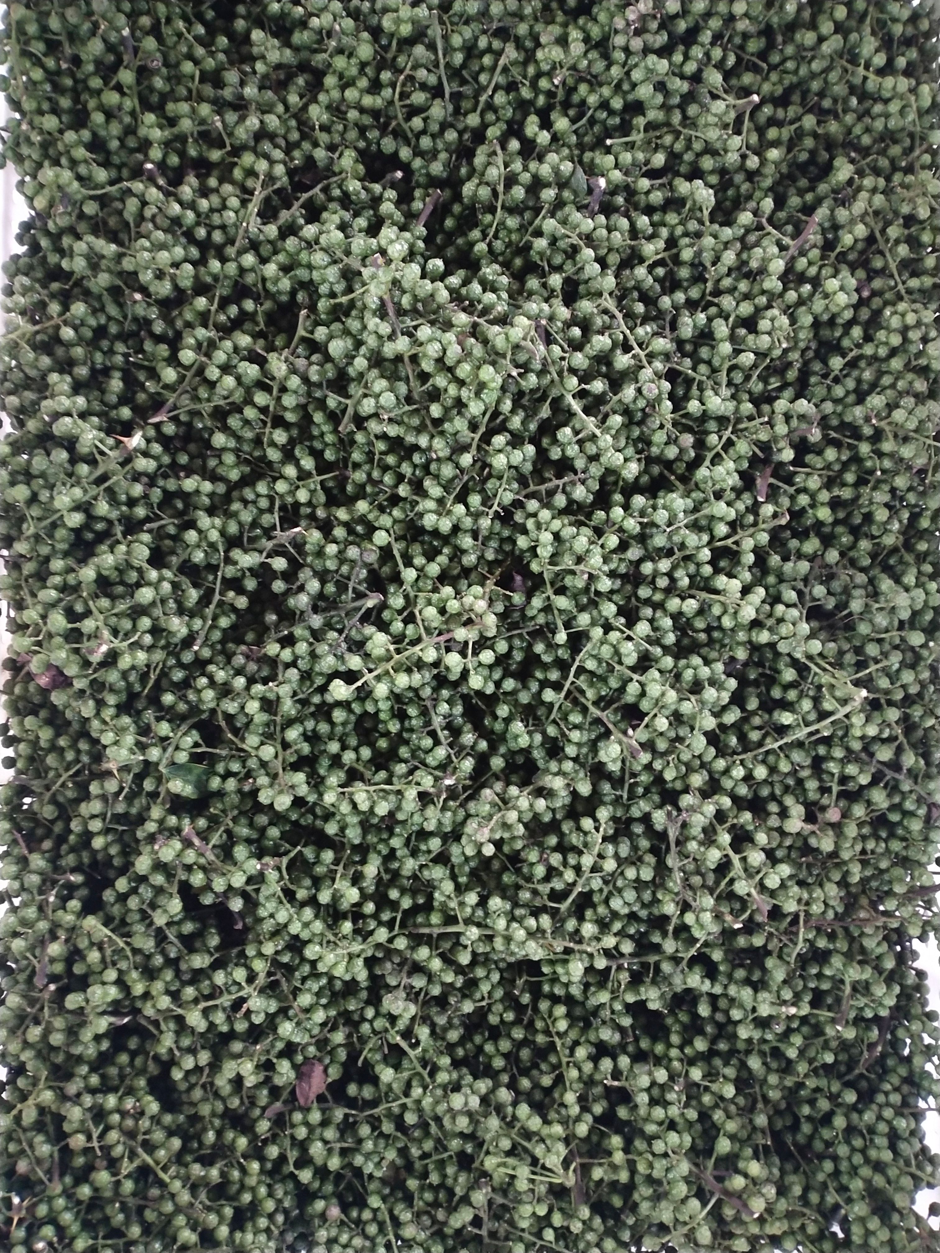 保鲜花椒  鲜青花椒