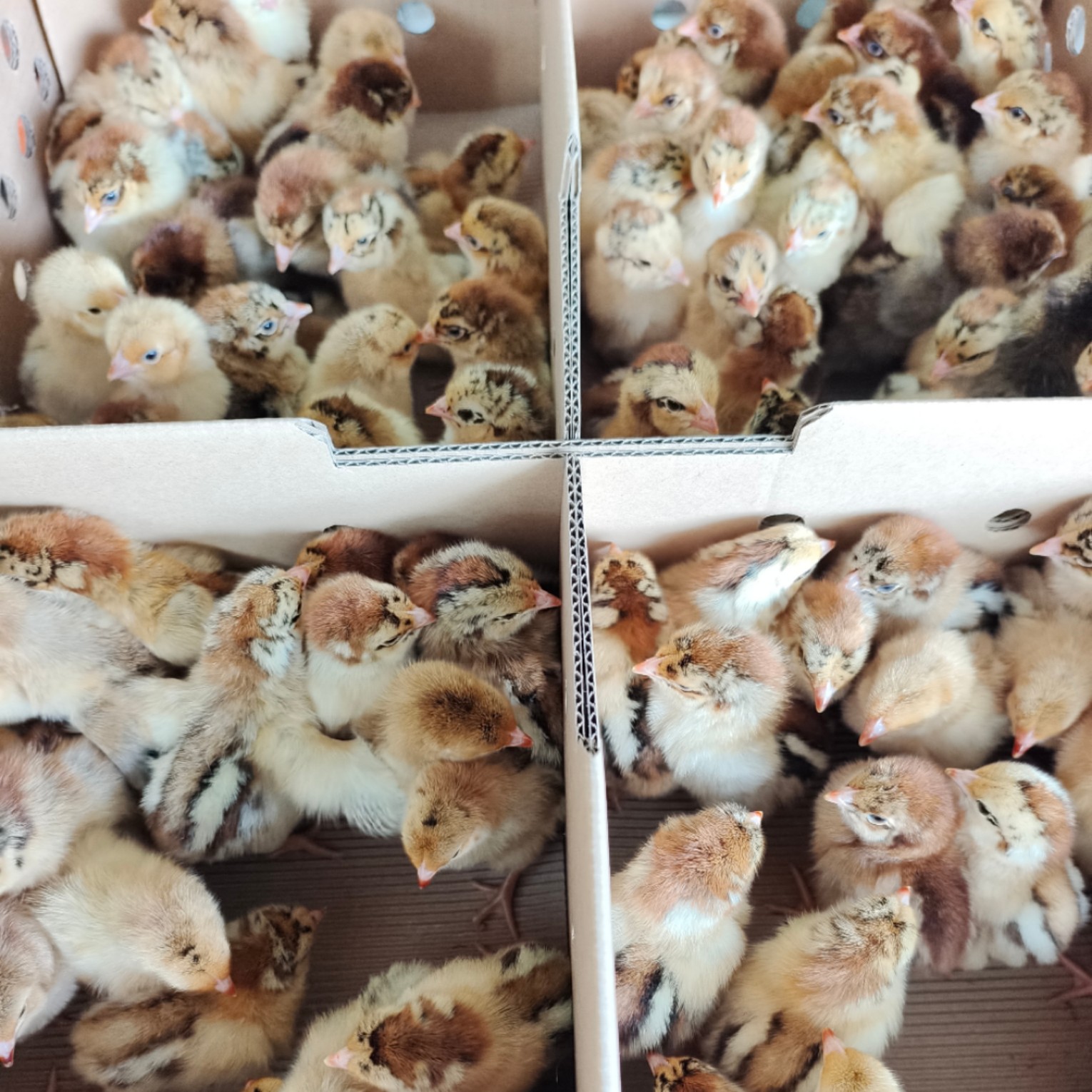 良凤花鸡苗 快大花鸡苗 快大/麻红鸡苗 广西花鸡苗