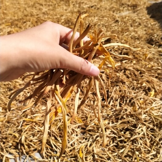 大荔县￼ 2023黄花菜干货特级土特产农家自产新鲜天然无硫金针