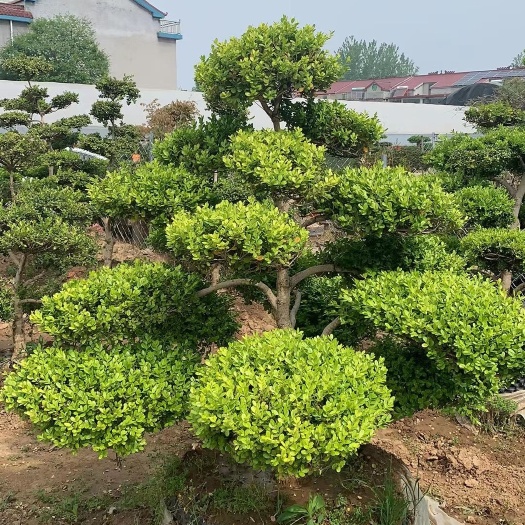 沭阳县造型小叶黄杨，云层小叶黄杨造型